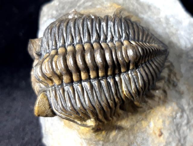 Coltraneia oufatensis MORZADEC 2001 - Bild © FossNet FossilienStore